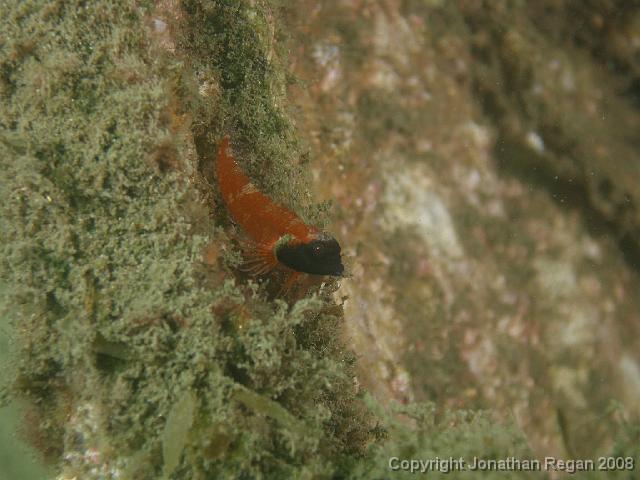 PC262377.JPG - Ring Scale Triplefin, 26 December, 2007