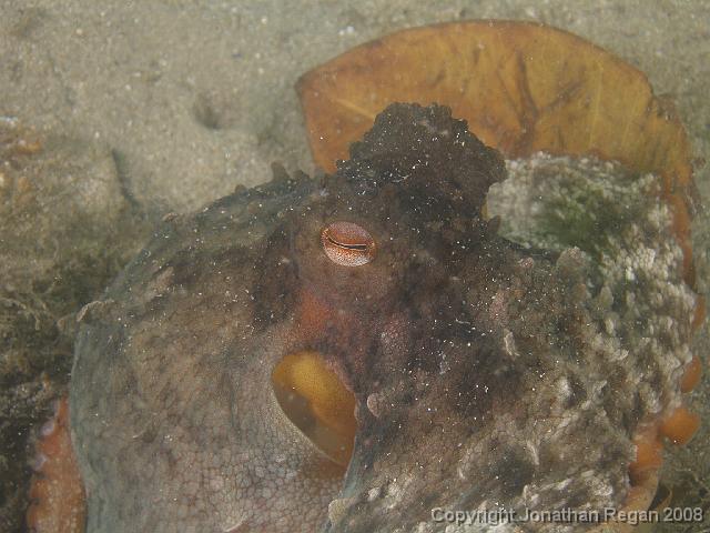 PC312800.JPG - Close up of the Sydney Octopus, 31 December, 2007