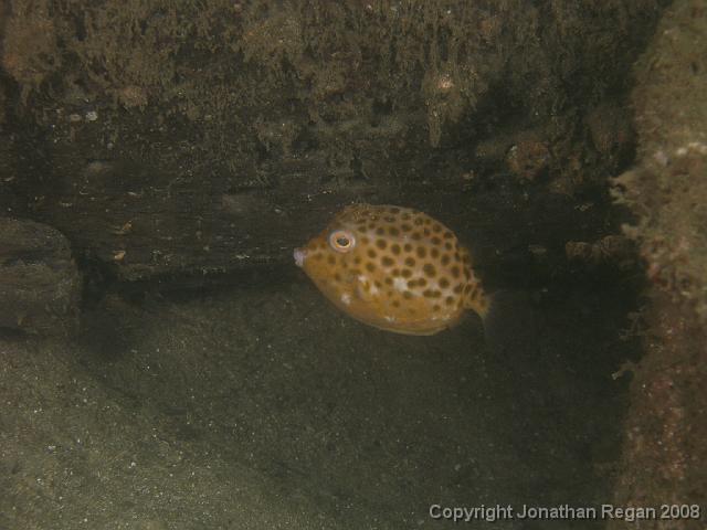 PC312809.JPG - Eastern Smooth Boxfish, 31 December, 2007