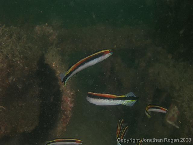 PC312826.JPG - Eastern Hulafish, 31 December, 2007