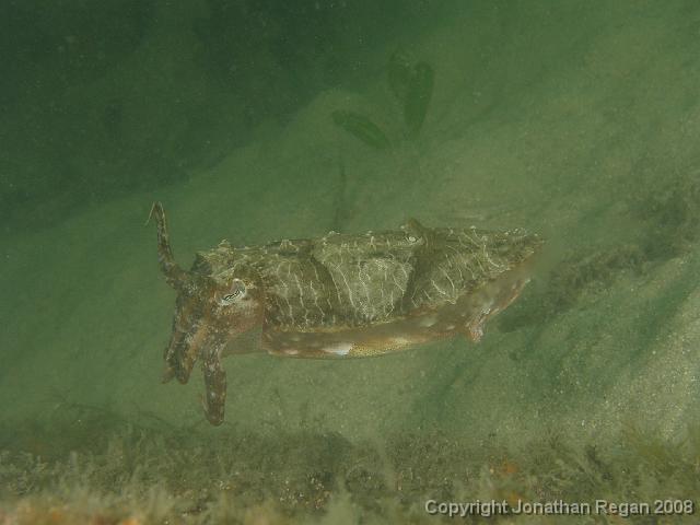 PC312829.JPG - Mourning Cuttlefish, 31 December, 2007
