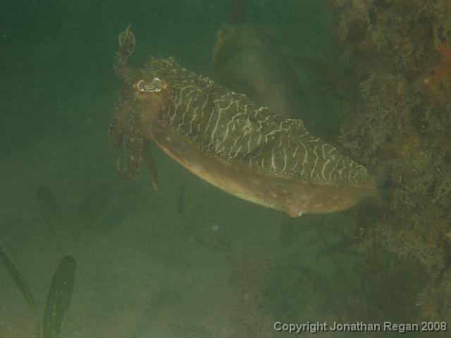 PC312831.JPG - Mourning Cuttlefish, 31 December, 2007