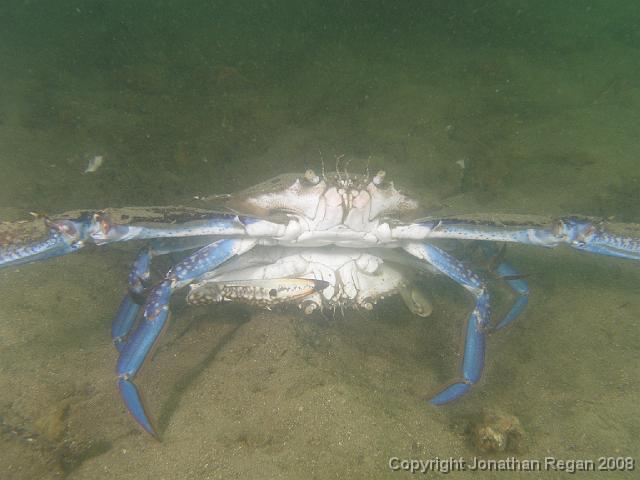 PC312846.JPG - Mating Blue Swimmer Crabs (Dive 100 for 2007), 31 December, 2007