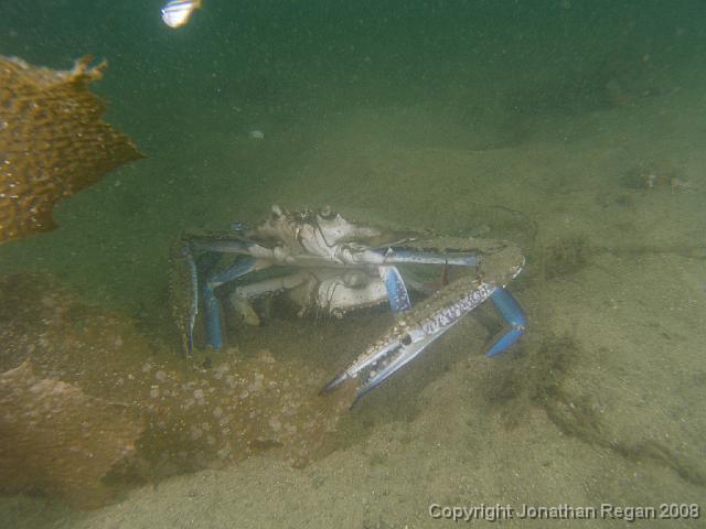PC312848.JPG - Blue Swimmer Crabs (dive 100 for 2007), 31 December, 2007