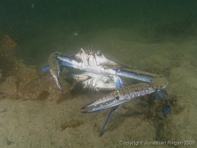 PC312850.JPG - Blue Swimmer Crabs (dive 100 for 2007), 31 December, 2007