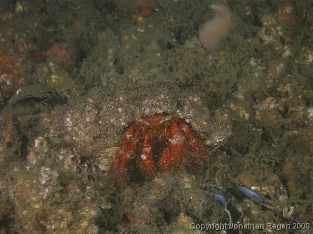 PC312855.JPG - Hermit Crab (dive 100 for 2007), 31 December, 2007