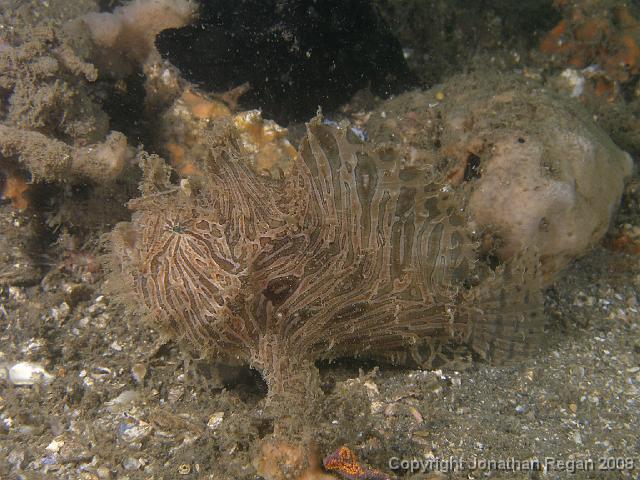 PC312895.JPG - Striped Anglerfish (dive 100 for 2007), 31 December, 2007
