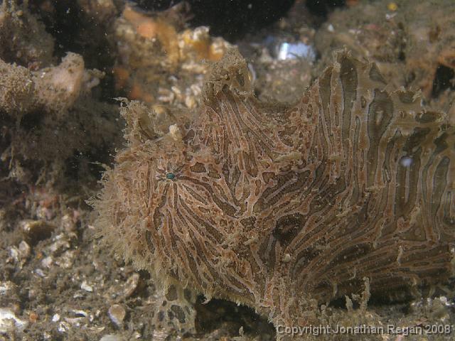 PC312896.JPG - Striped Anglerfish (dive 100 for 2007), 31 December, 2007