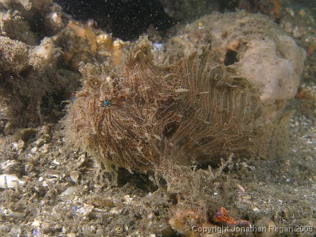 PC312899.JPG - Striped Anglerfish (dive 100 for 2007), 31 December, 2007
