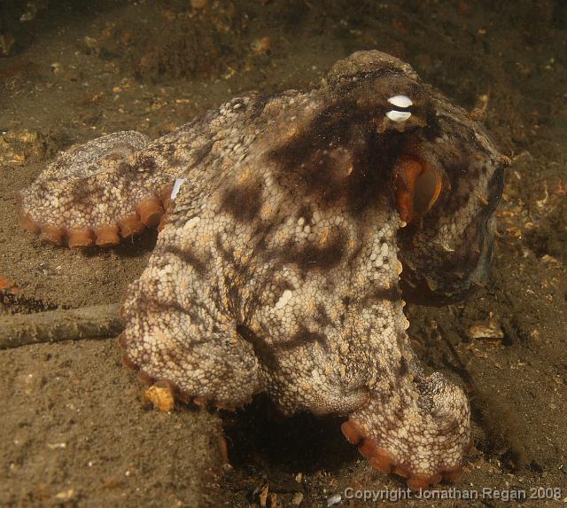 PPP1894_edited.JPG - Sydney Octopus out and about, 2 March, 2008