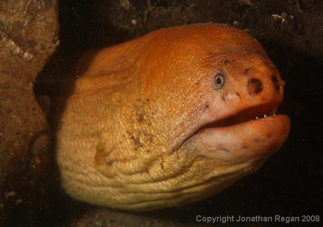 PPP1910_edited.JPG - Green Moray Eel, 2 March, 2008