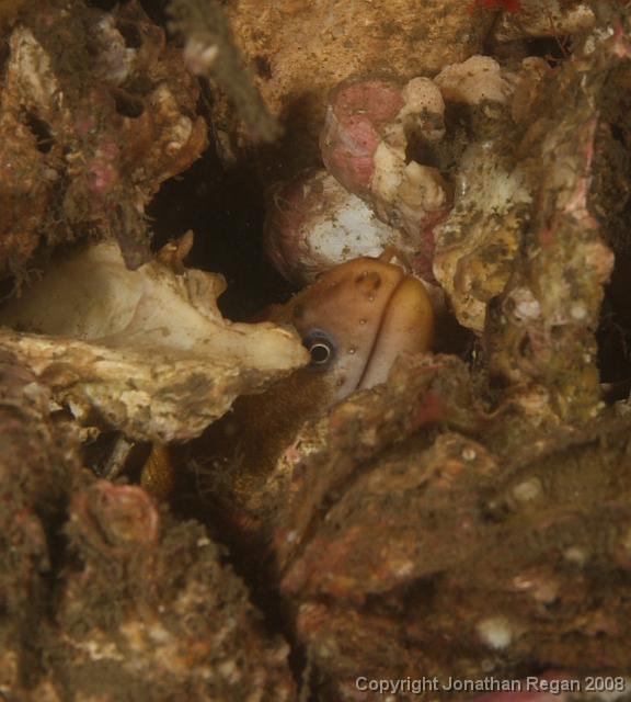 PPP1912_edited.JPG - Green Moray hiding in amongst the rumble, 2 March, 2008