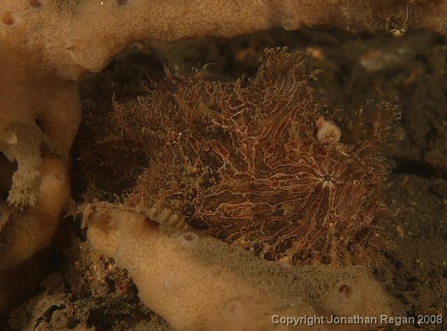 PPP1915_edited.JPG - Striped anglerfish, 2 March, 2008