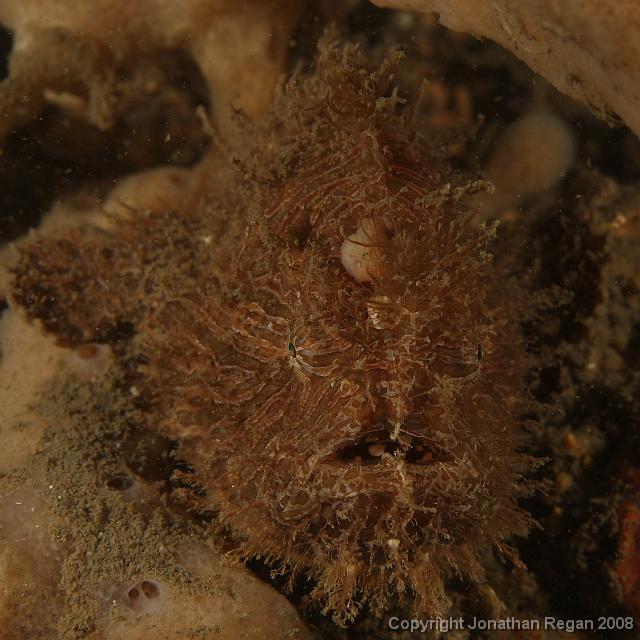 PPP1925_edited.JPG - Head on shot of the striped anglerfish, 2 March, 2008