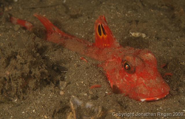PPP1938_edited.JPG - Eastern Spiny Gurnard, 2 March, 2008