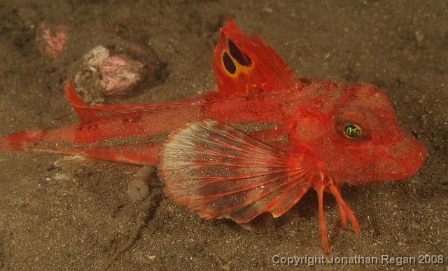 PPP1943_edited.JPG - Eastern Spiny Gurnard, 2 March, 2008