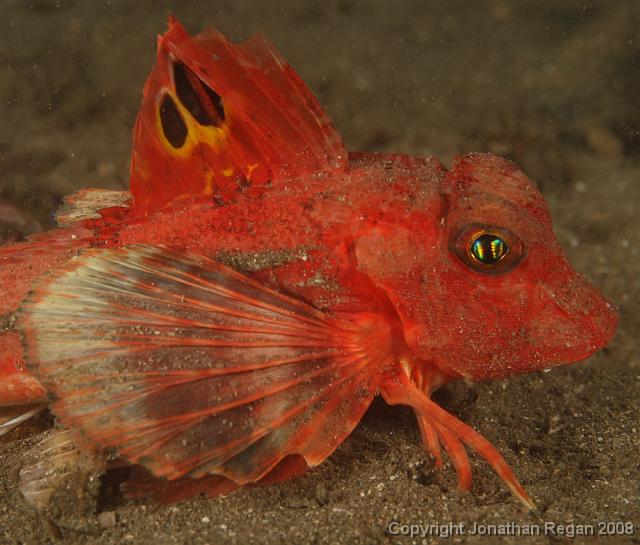 PPP1946_edited.JPG - Eastern Spiny Gurnard, 2 March, 2008