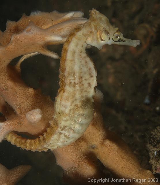 PPP1953_edited.JPG - Whites Seahorse, 2 March, 2008