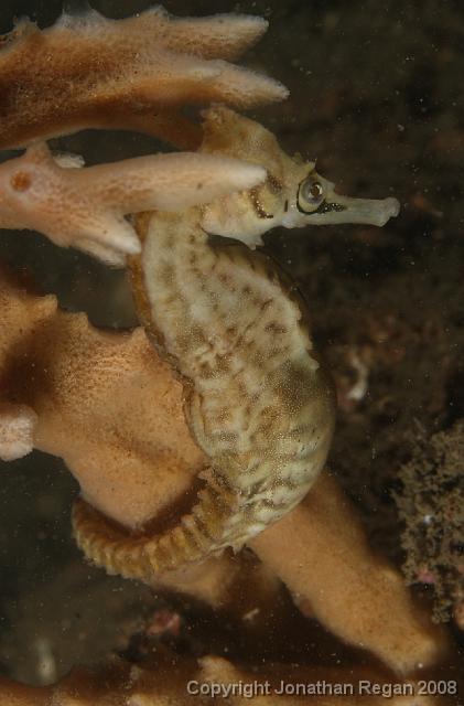 PPP1956_edited.JPG - Whites Seahorse, 2 March, 2008
