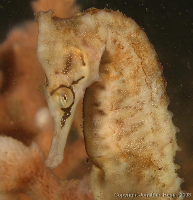 PPP1970_edited.JPG - Whites Seahorse, 2 March, 2008
