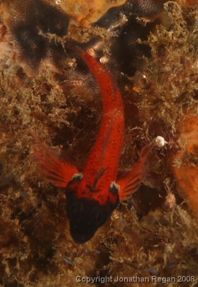 PPP1998_edited.JPG - Ring-Scale Triplefin, 2 March, 2008