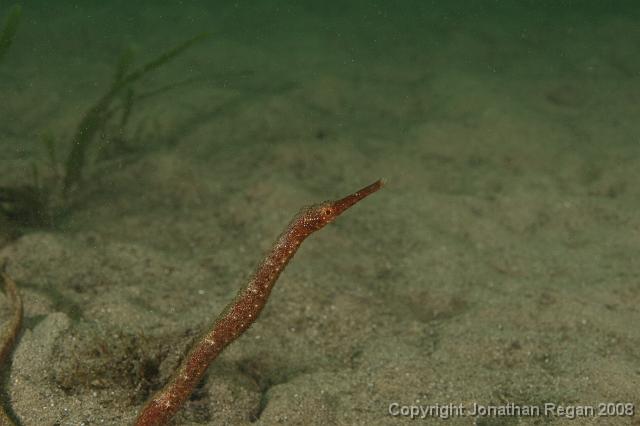 PPP_0310.JPG - Bent stick pipefish, 26 January, 2008