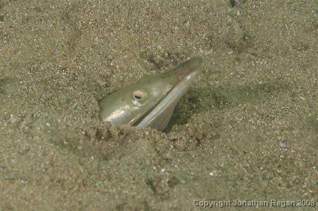 PPP_0313_edited.JPG - Snake Eel, 26 January, 2008