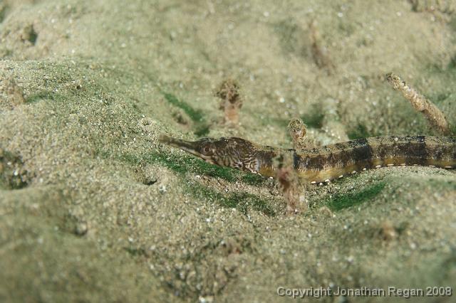 PPP_0332.JPG - Girdled Pipefish, 26 January, 2008