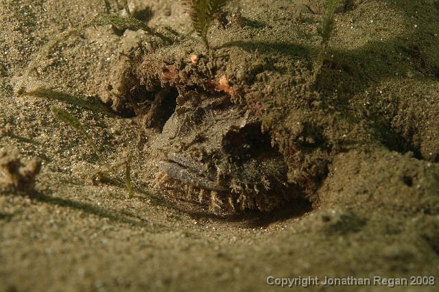 PPP_0346.JPG - Eastern Frogfish, 26 January, 2008
