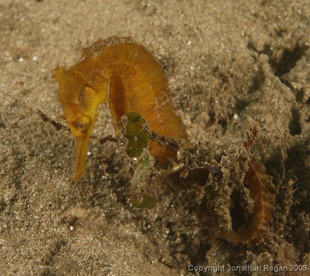 PPP_0361_edited.JPG - White's Seahorse, 26 January, 2008