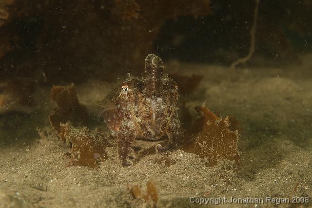 PPP_0391.JPG - Mourning Cuttlefish, 26 January, 2008