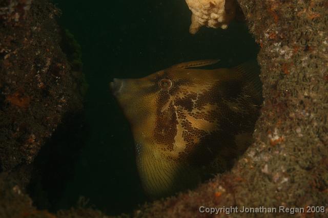 PPP_0405.JPG - Fan Belly Leatherjacket, 26 January, 2008