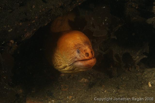PPP_0415.JPG - Green Moray Eel, 26 January, 2008