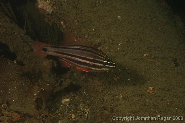 PPP_0416.JPG - Sydney Cardinalfish, 26 January, 2008