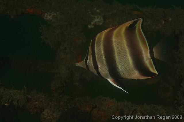 PPP_0452.JPG - Truncate Coralfish, 26 January, 2008