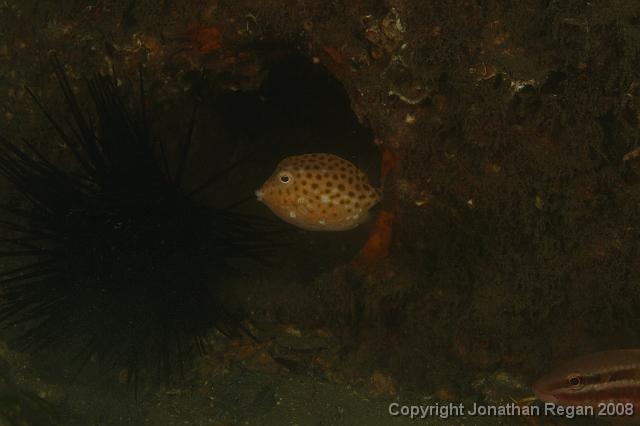 PPP_0462.JPG - Eastern Smooth Boxfish, 26 January, 2008