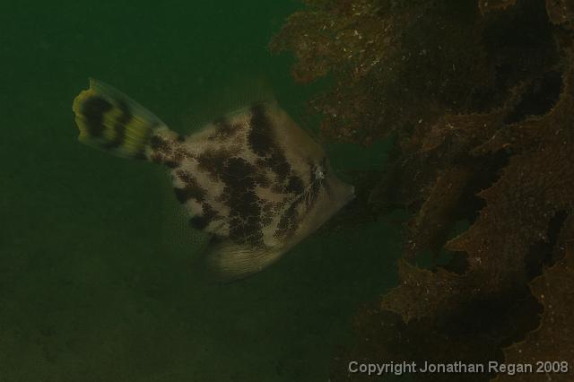 PPP_0470.JPG - Fan Belly Leatherjacket, 26 January, 2008