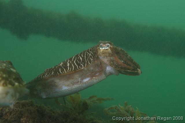 PPP_0487.JPG - Mourning Cuttlefish, 26 January, 2008