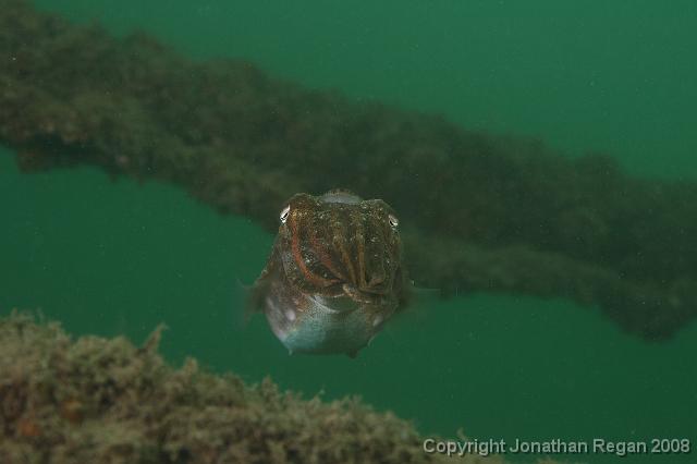 PPP_0491.JPG - Mourning Cuttlefish, 26 January, 2008