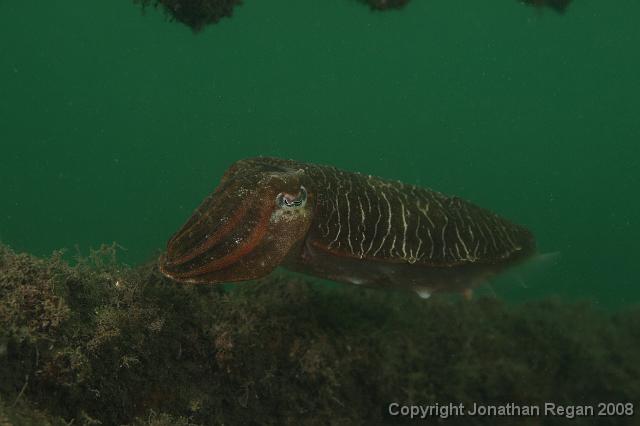 PPP_0493.JPG - Mourning Cuttlefish, 26 January, 2008