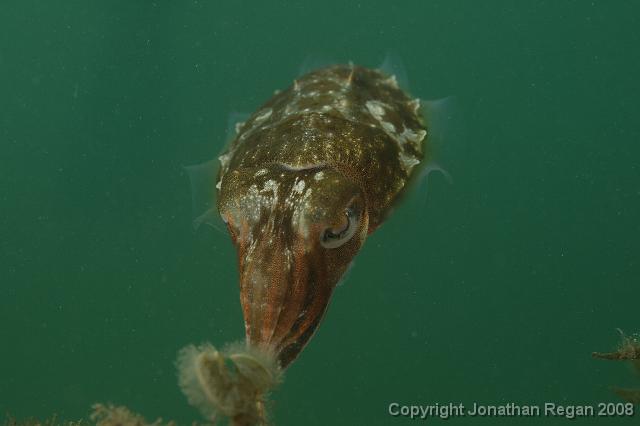 PPP_0499.JPG - Mourning Cuttlefish smelling the flowers, 26 January, 2008