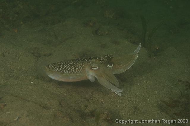 PPP_0510.JPG - A couple of cuttlefish trying to have their way with another, 26 January, 2008