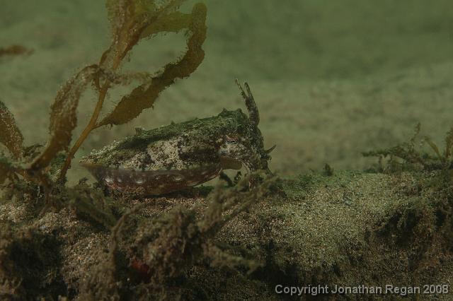PPP_0527.JPG - Mourning Cuttlefish, 26 January, 2008