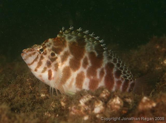 PPP_1762.jpg - Blotched Hawkfish, 24 February, 2008