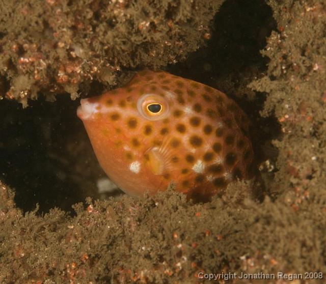 PPP_1773.jpg - Eastern Smooth Boxfish, 24 February, 2008