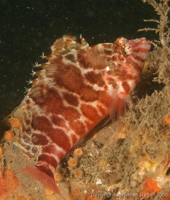 PPP_1797.jpg - Blotched Hawkfish, 24 February, 2008