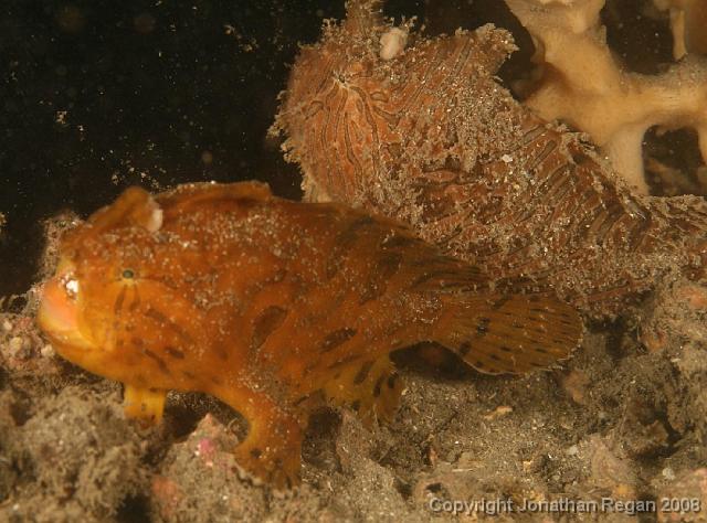 PPP_1800.jpg - Striped Anglerfish, 24 February, 2008