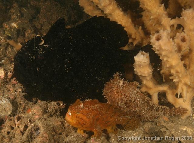 PPP_1803.jpg - 3 Anglerfish, 24 February, 2008