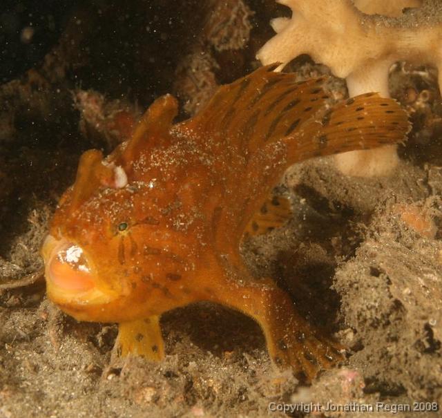 PPP_1817.jpg - Striped Anglerfish, 24 February, 2008