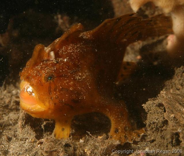 PPP_1821.jpg - Striped Anglerfish, 24 February, 2008
